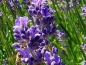 Preview: Blue Line Lavendel-Duschseife, beruhigt & entspannt